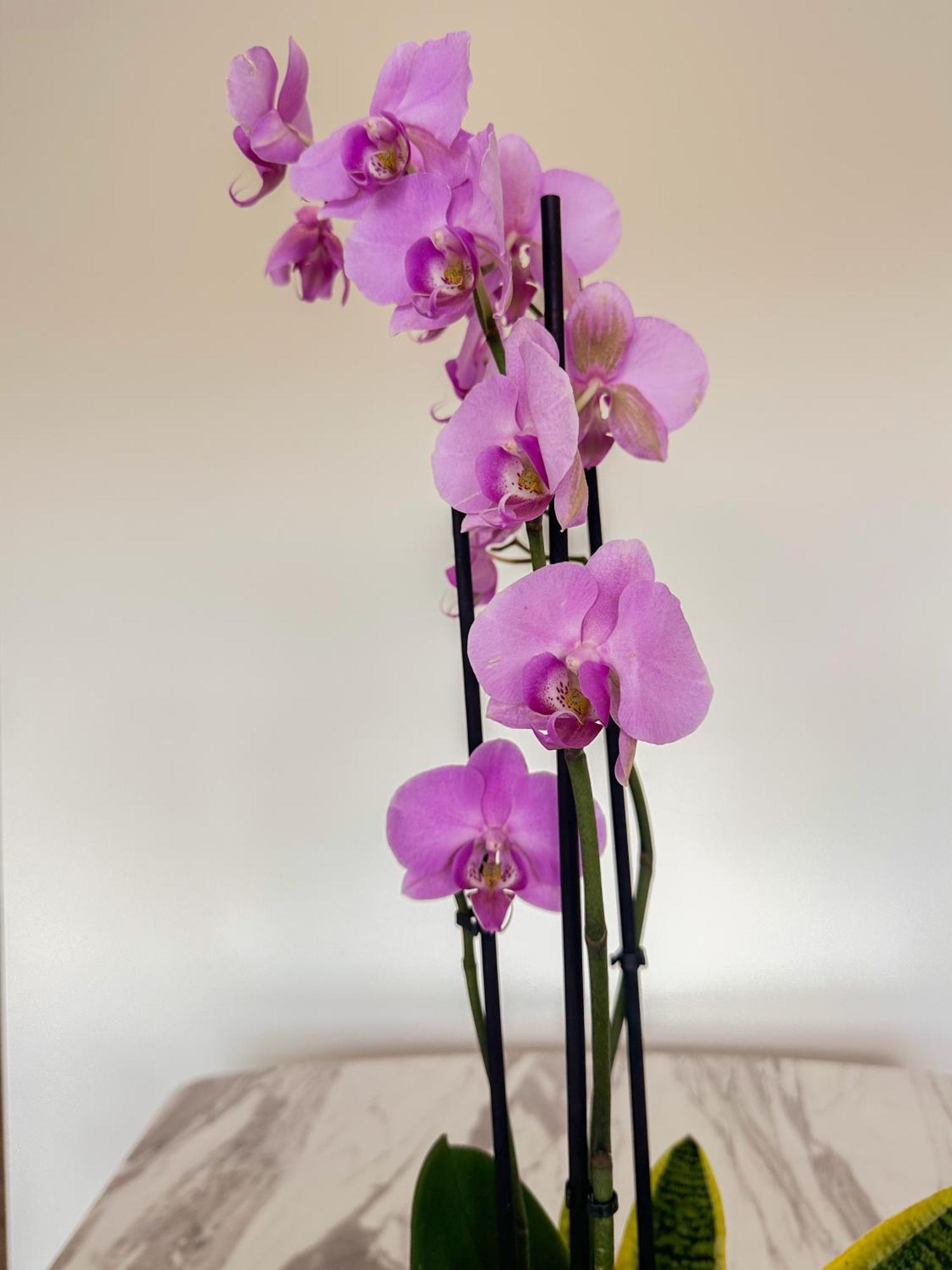 Flora Guest House Марку-ді-Канавезиш Екстер'єр фото